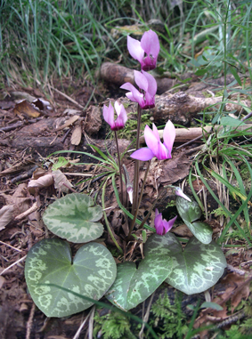 Flora del Veneto, Ciclamino di bosco (Cyclamen purpurascens).